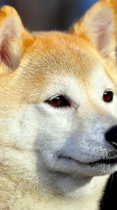 Preview wallpaper akita inu, dog, muzzle, eyes