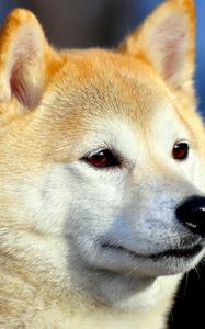 Preview wallpaper akita inu, dog, muzzle, eyes