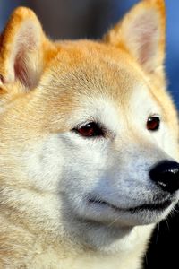 Preview wallpaper akita inu, dog, muzzle, eyes