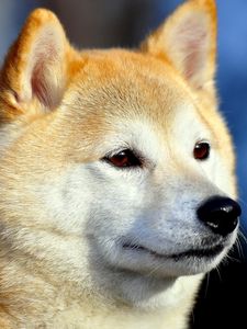 Preview wallpaper akita inu, dog, muzzle, eyes