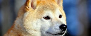 Preview wallpaper akita inu, dog, muzzle, eyes