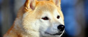 Preview wallpaper akita inu, dog, muzzle, eyes