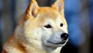 Preview wallpaper akita inu, dog, muzzle, eyes