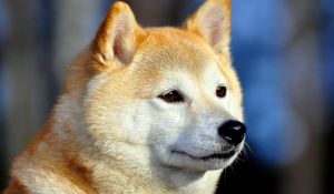 Preview wallpaper akita inu, dog, muzzle, eyes