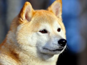 Preview wallpaper akita inu, dog, muzzle, eyes