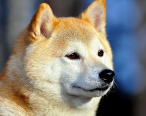 Preview wallpaper akita inu, dog, muzzle, eyes