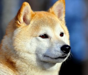 Preview wallpaper akita inu, dog, muzzle, eyes