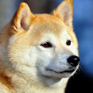 Preview wallpaper akita inu, dog, muzzle, eyes