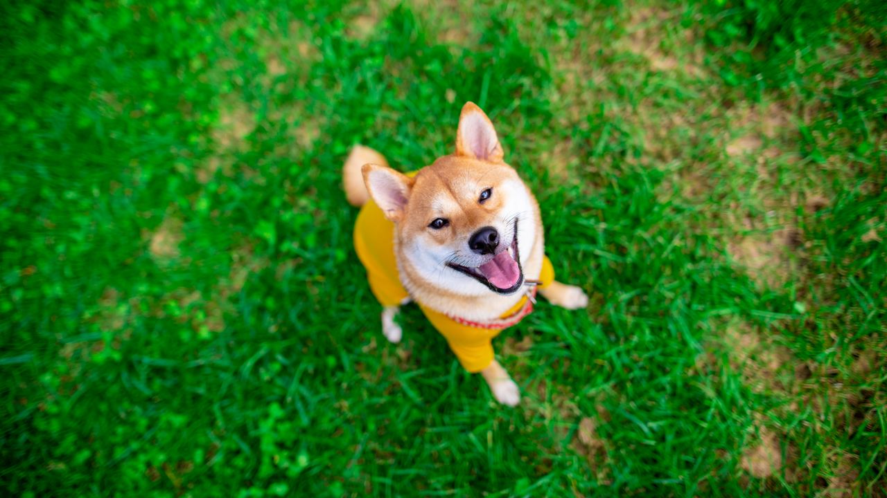 Wallpaper akita inu, dog, pet, glance