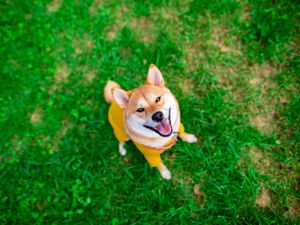 Preview wallpaper akita inu, dog, pet, glance