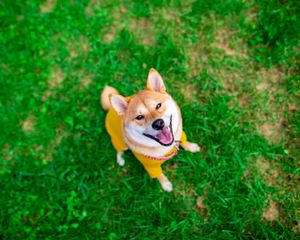 Preview wallpaper akita inu, dog, pet, glance