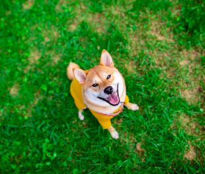 Preview wallpaper akita inu, dog, pet, glance