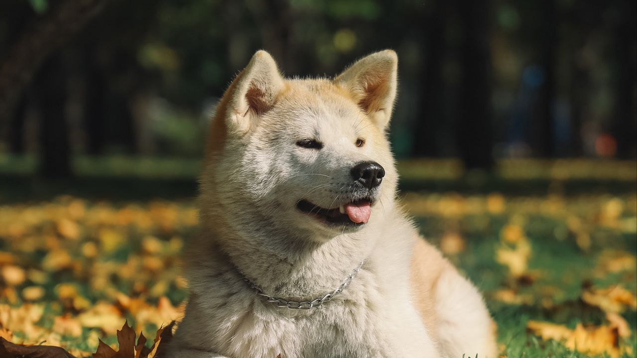 Wallpaper akita inu, dog, pet, protruding tongue, cute