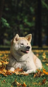 Preview wallpaper akita inu, dog, pet, protruding tongue, cute