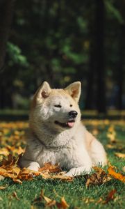 Preview wallpaper akita inu, dog, pet, protruding tongue, cute