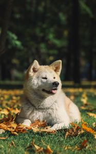 Preview wallpaper akita inu, dog, pet, protruding tongue, cute