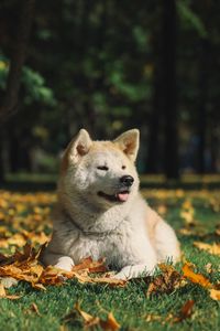 Preview wallpaper akita inu, dog, pet, protruding tongue, cute