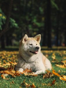 Preview wallpaper akita inu, dog, pet, protruding tongue, cute