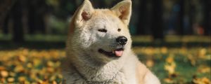 Preview wallpaper akita inu, dog, pet, protruding tongue, cute