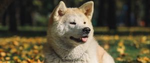 Preview wallpaper akita inu, dog, pet, protruding tongue, cute