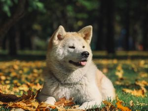 Preview wallpaper akita inu, dog, pet, protruding tongue, cute