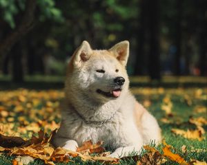 Preview wallpaper akita inu, dog, pet, protruding tongue, cute