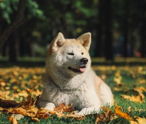 Preview wallpaper akita inu, dog, pet, protruding tongue, cute