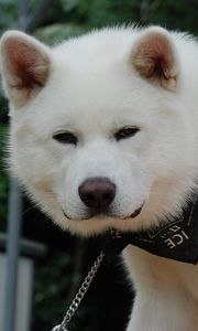 Preview wallpaper akita inu, dog, puppy, fluffy, bandana