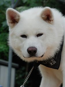 Preview wallpaper akita inu, dog, puppy, fluffy, bandana