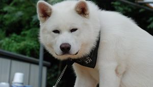 Preview wallpaper akita inu, dog, puppy, fluffy, bandana