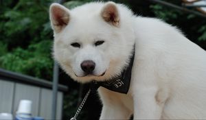 Preview wallpaper akita inu, dog, puppy, fluffy, bandana