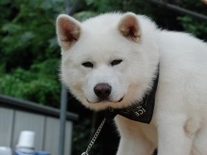 Preview wallpaper akita inu, dog, puppy, fluffy, bandana