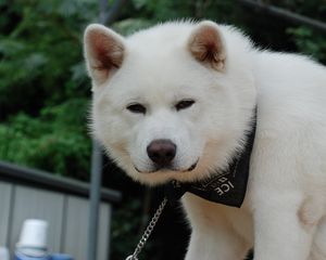 Preview wallpaper akita inu, dog, puppy, fluffy, bandana