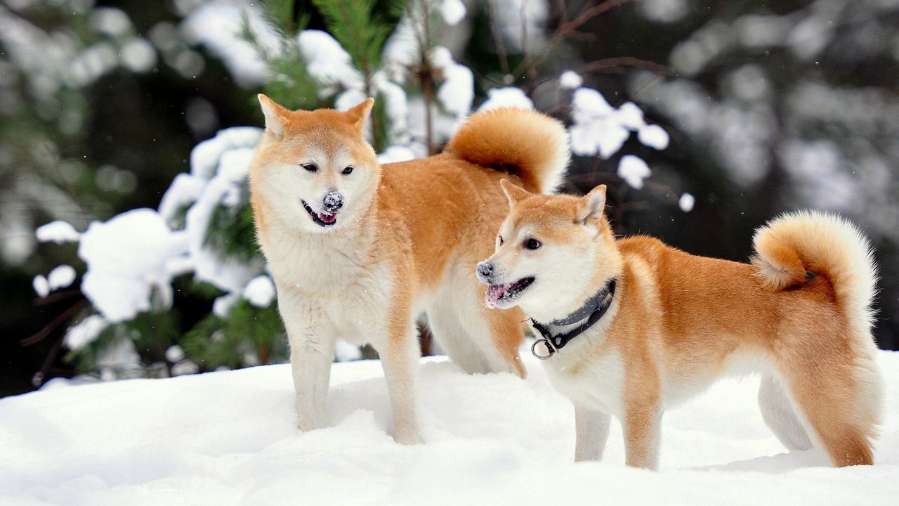Wallpaper akita inu, dog, snow, playful