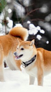 Preview wallpaper akita inu, dog, snow, playful