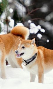 Preview wallpaper akita inu, dog, snow, playful