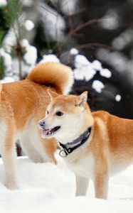 Preview wallpaper akita inu, dog, snow, playful