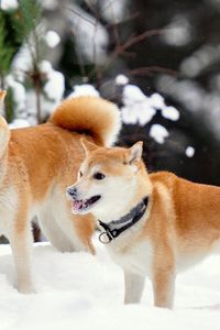 Preview wallpaper akita inu, dog, snow, playful