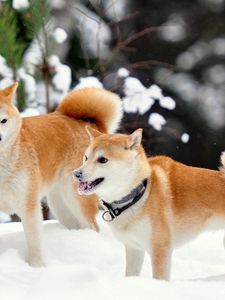 Preview wallpaper akita inu, dog, snow, playful