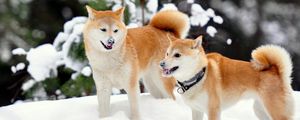 Preview wallpaper akita inu, dog, snow, playful