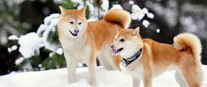 Preview wallpaper akita inu, dog, snow, playful