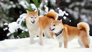 Preview wallpaper akita inu, dog, snow, playful