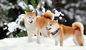 Preview wallpaper akita inu, dog, snow, playful