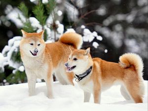 Preview wallpaper akita inu, dog, snow, playful