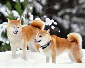 Preview wallpaper akita inu, dog, snow, playful