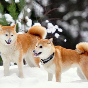 Preview wallpaper akita inu, dog, snow, playful