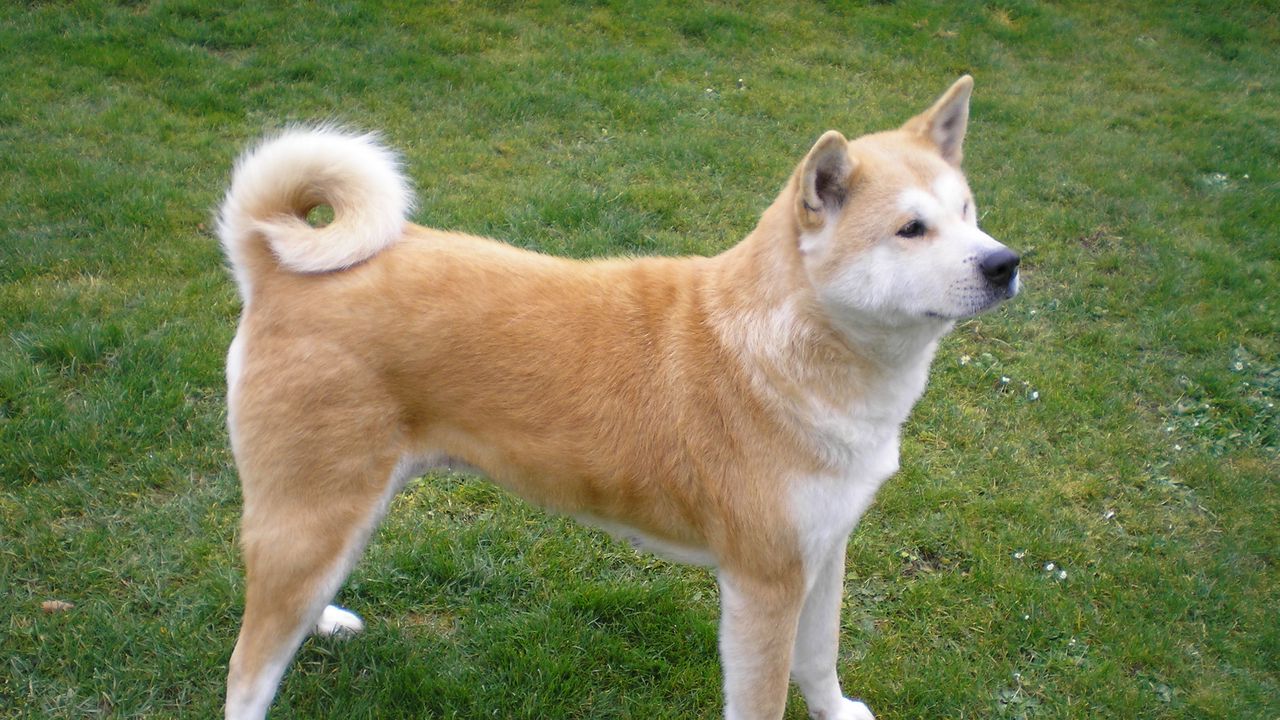 Wallpaper akita inu, dog, stand, grass, loyalty