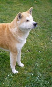Preview wallpaper akita inu, dog, stand, grass, loyalty