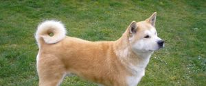 Preview wallpaper akita inu, dog, stand, grass, loyalty