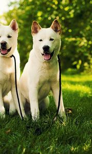 Preview wallpaper akita inu, grass, dog, couple